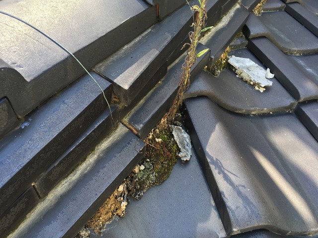 屋根の植物は要注意